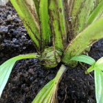 lemba fruit seedling