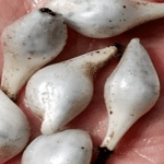 lemba fruit seedling