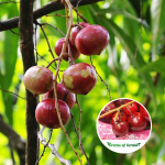 Terengganu Cherry