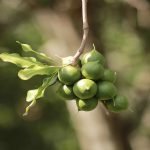Macadamia Nut (Seedling) Fruit Plant - Image 4