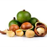 macadamia nut seedling