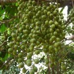 mafai seedling burmese grape