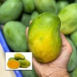 mallika mango live plants online