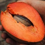 mamey sapote seedling