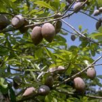 mamey sapote seedling