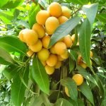 maprang plant seedling