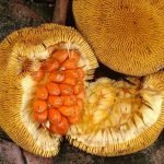 mentawa fruit live plants online