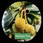 Mentawa / Entawak (Seedling) Fruit Plant - Image 4