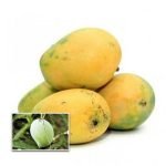 vellamoovandan mango live plants online