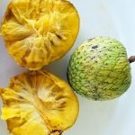 mountain soursoup plant seedling