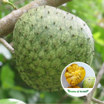 mountain-soursop-fruit-plant-sale