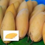 nam doc mai live mango plants