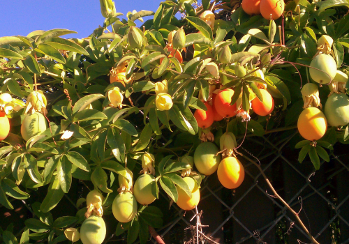 Passion Fruit Growing Tips