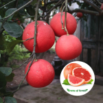 red pomelo plant sale