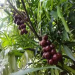 terengganu cherry seedling