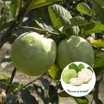 vnr guava plant sale