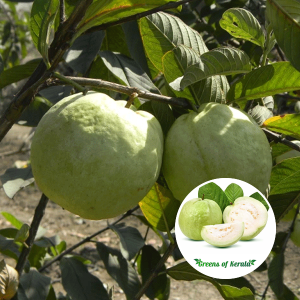 vnr guava plant sale