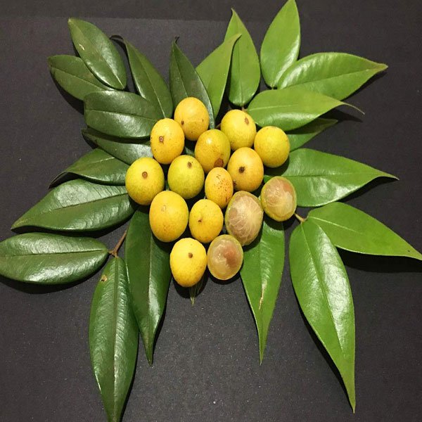 yellow jaboticaba fruit seedling