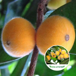 yellow jabuticaba plant