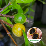 Blackberry Jam Fruit Plant