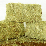 hay stack