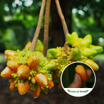 Kesusu Fruit Plant Sale