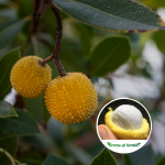Madrono Fruit Plant