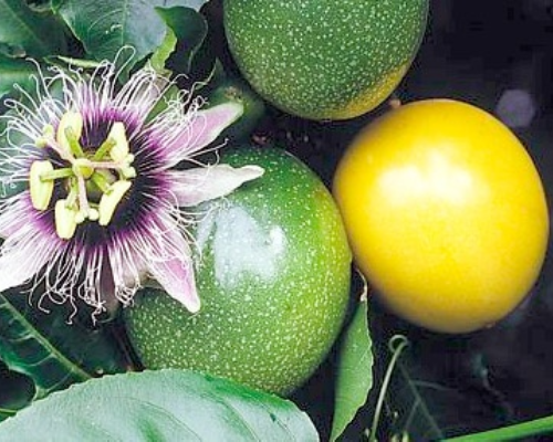 Passion-Fruit-uses