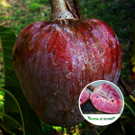 Red Araticum Fruit Plant Purchase