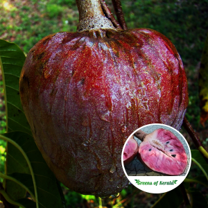 Red Araticum Fruit Plant Purchase