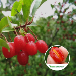 Silver Berry Fruit Plant Sale