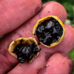 blackberry jam fruit