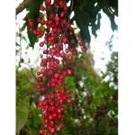 live fruiting plant of chamliang