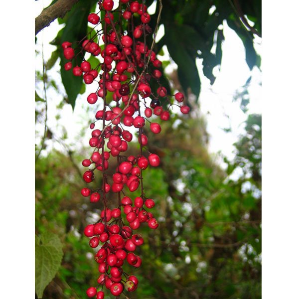 live fruiting plant of chamliang