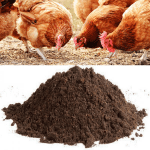 chicken manure kozhi kashtam