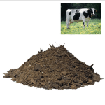 cow dung manure