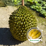 durian musang king fruit plant