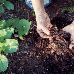 vermicompost