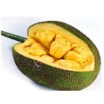 seedless jackfruit