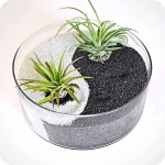 white sand indoor plant decorative