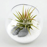 white sand indoor plant decorative