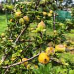 blackberry jam fruit