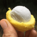 madrona fruit