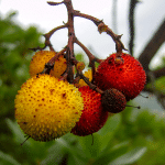 madrona fruit