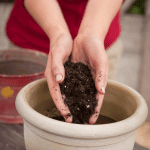 potting mix