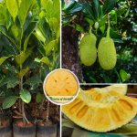 seedless jackfruit plants sale online