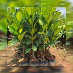 Jackfruit (Seedless) Fruit Plant | Seed Free Jack - Image 2