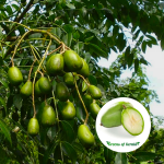 sweet ambazham fruit plant