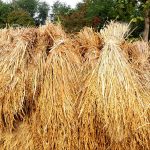 vaykol online purchase