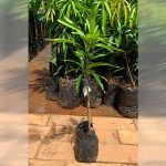 kosheri mango sapling sale